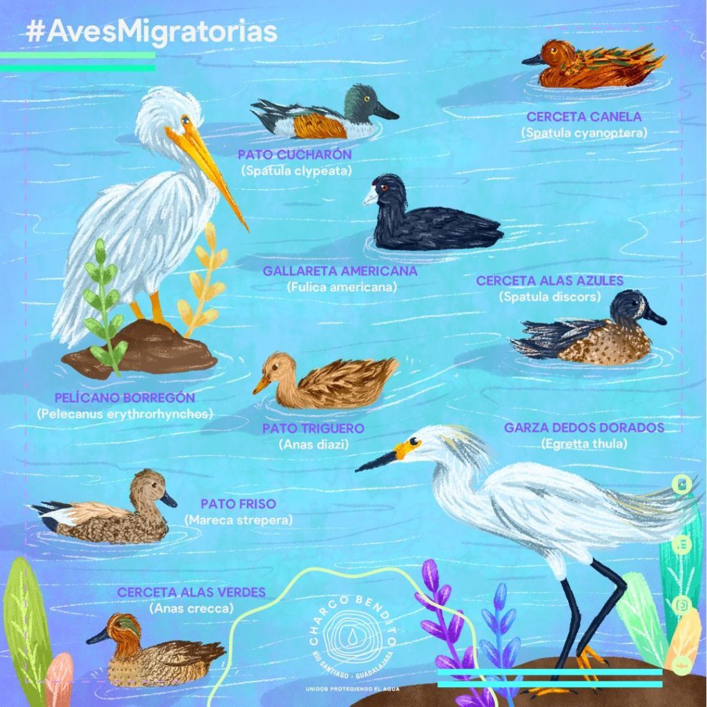 Infografía Aves Migratorias Charco Bendito Agua org mx