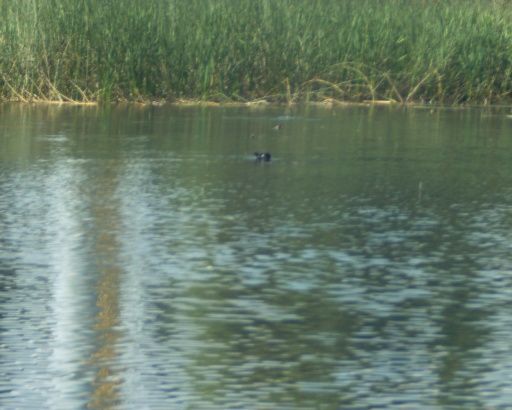 Participación ciudadana en la limpieza de la laguna de Zacapu, Michoacán