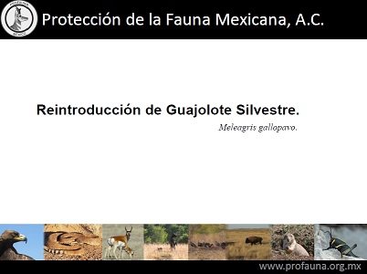 Reintroducción de Guajolote Silvestre en Zapalinamé.