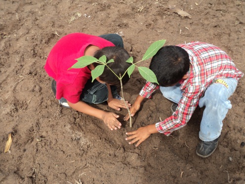 Educación Ambiental y Recuperación Ecológica en Manglares y Selvas Bajas del Sistema Lagunar de Alvarado