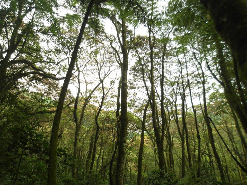 No al Teleférico Orizaba, Sí al Cerro del Borrego