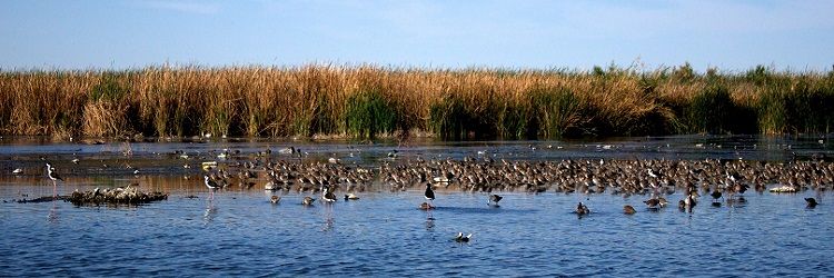 Buenas noticias para el Rio Colorado