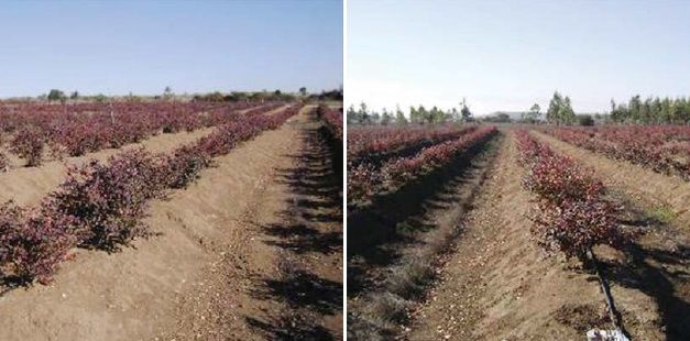 Eficiencia en sistemas de riego por goteo en el secano