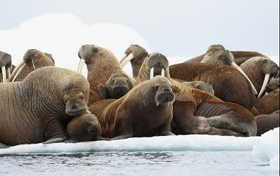 Advierten científicos sobre masiva emisión de CO2