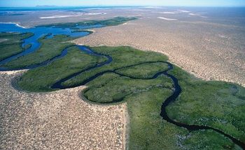 El mangle rojo del Pacífico Norte de México