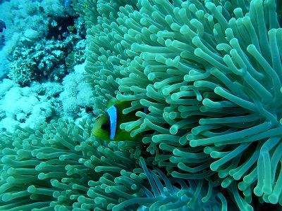 Corales: los más afectados por la acidificación de los océanos