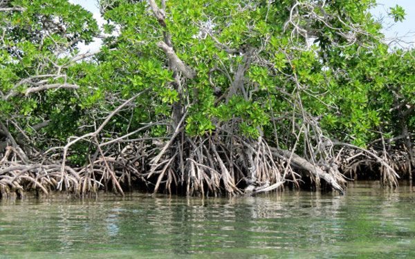Los manglares y su interacción con el agua – Agua.org.mx