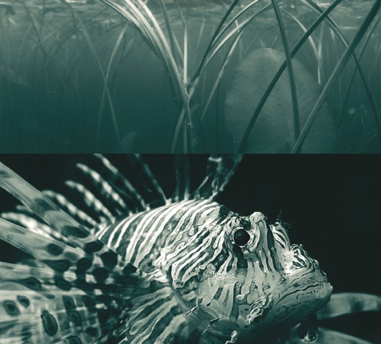 Triptico especies invasoras