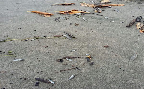 Estado de México: Encuentran peces muertos en la Laguna de Axotlán (Excélsior)