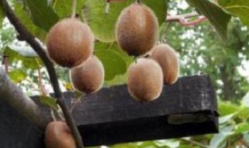 Evaluación de riego deficitario controlado sobre la producción de kiwi (Actinidia deliciosa)