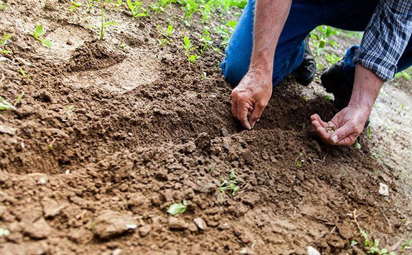 Coahuila: Ejidos Lucio Blanco y Estanque de León sobreviven con agua de lluvia (Milenio)