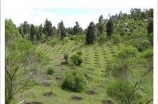 Edomex. – Inicia reforestación para proteger bosques que abastecen de agua al norte del Edomex (El Sol de Toluca)