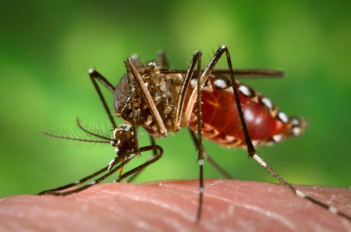 Agua y Salud: evitemos la proliferación de mosquitos