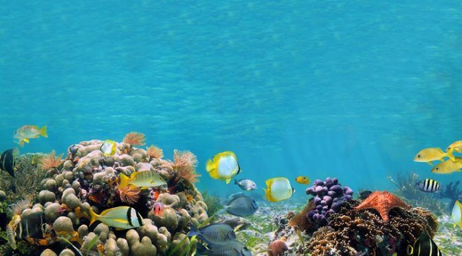 La ONU se pone manos a la obra para conservar y proteger casi dos tercios del océano (Ecoticias)