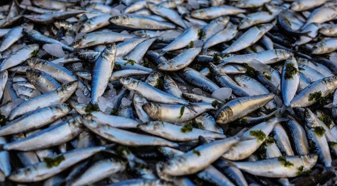 Madrid: WWF alerta de que los peces de río han sufrido la tasa de extinción más alta de todos los vertebrados a nivel mundial (La Vanguardia)