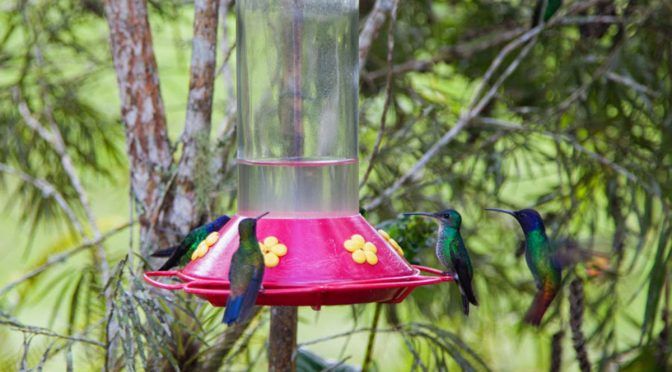 Salva familia González a colibríes del peligro de extinción (Periódico Correo)