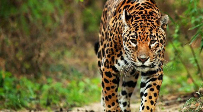 Miles de jaguares podrían ser víctimas del Tren Maya según expertos