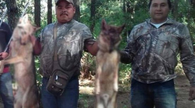 Acusan a regidor de Áporo, Michoacán de cazar lobos; piden a Semarnat indague el caso (La Razón)