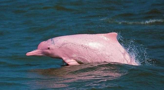 Es el delfín rosado otra especie en peligro de extinción (La Opción de Chihuahua)