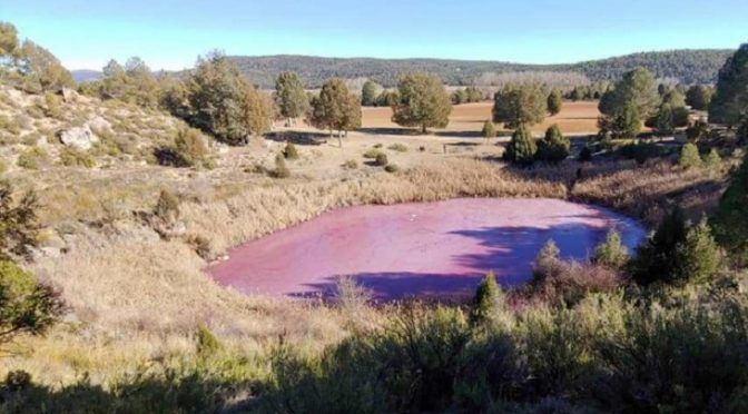 El color rosa del agua de la Laguna de la Tortuga no proviene de contaminación (Ecoticias)