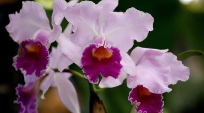 Orquídeas, en peligro de extinción en México por acelerada deforestación (AM)