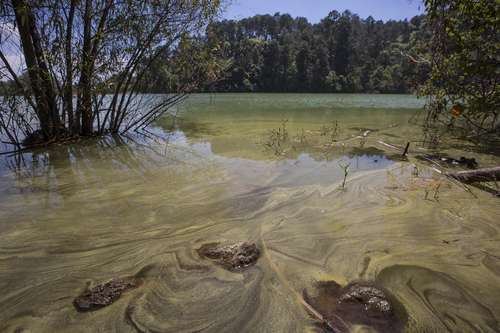 Michoacán: El lago Zirahuén, en riesgo por químicos usados en la agricultura (La jornada)