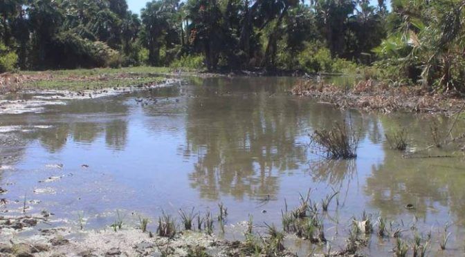 Baja California Sur: Desde hace un año descargas de aguas negras no están siendo tratadas por La Sonoreña y van a dar a las huertas (Tribuna de los Cabos)