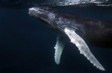 Internacional-¿Por qué están muriendo tantas ballenas grises en las aguas de la bahía de San Francisco? (BBC)
