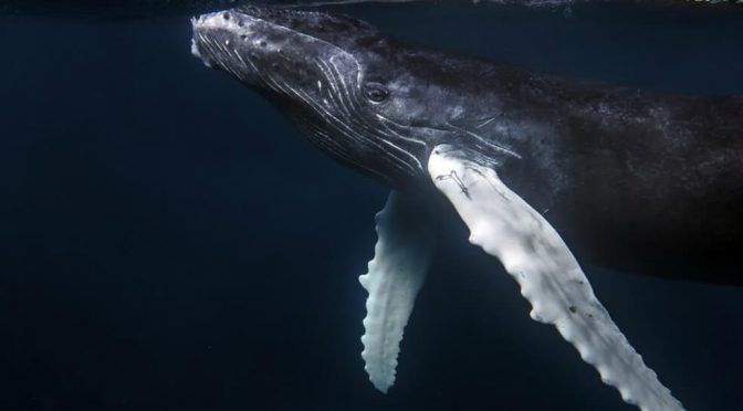 Investigación dice que mancha de agua caliente en el Pacífico pone en riesgo a ballenas  (El Espectador)