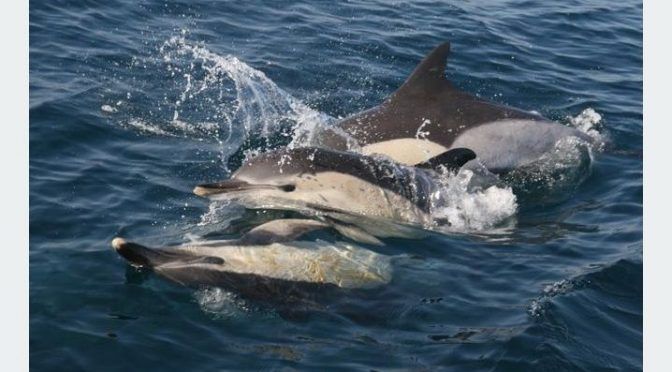 Estudio detecta aditivos de plásticos en delfines (La Verdad)