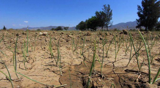 Oaxaca: Con la captación de agua de lluvia hacen resurgir Valle de Ocotlán (NSS Oaxaca)