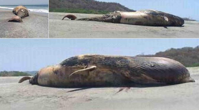 Oaxaca: Ballena jorobada aparece sin vida en playa de Oaxaca: la contaminación pudo haberla matado (Telediario)