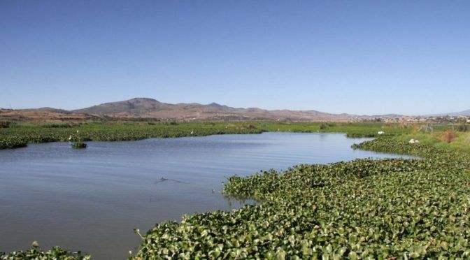 Puebla: Empresa que limpia laguna de Valsequillo asegura que contaminación ha disminuido (Periódico Correo)