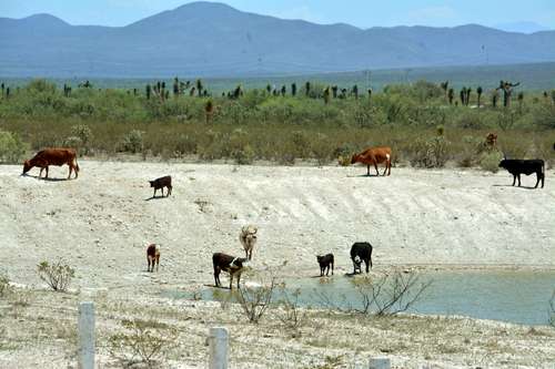 Zacatecas: Peligra el ganado por falta de agua (La Jornada)