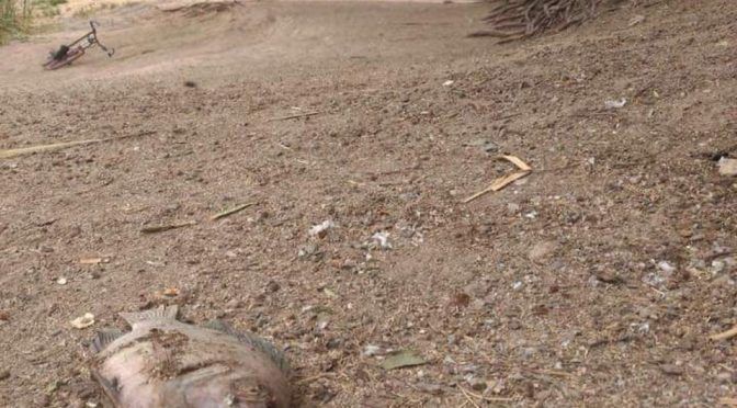Guanajuato: Investigarán supuesto daño ambiental en el lago de los Cárcamos (Milenio)