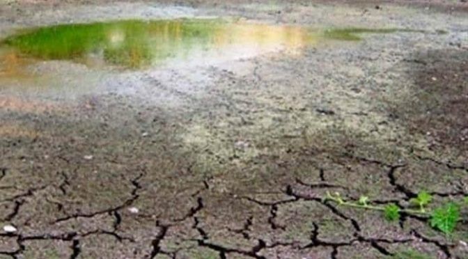 San Luis Potosí: Ya hay escasez de forraje y agua en las comunidades (Pulso)