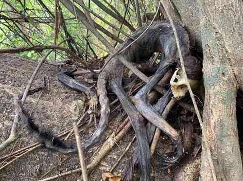 Veracruz: Mueren por sequía al menos 10 monos aulladores en Minatitlán (La jornada)