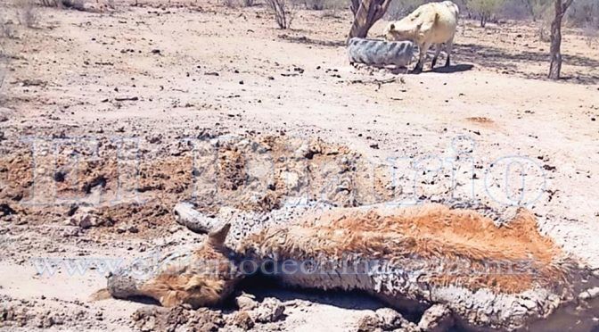 Chihuahua: Mueren reses por falta de agua y pasto (El Diario de Chihuahua)
