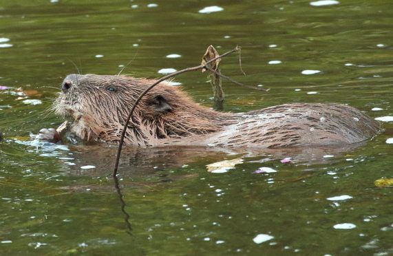 Reino Unido: Los castores ayudan a limpiar los ríos contaminados (sinc)