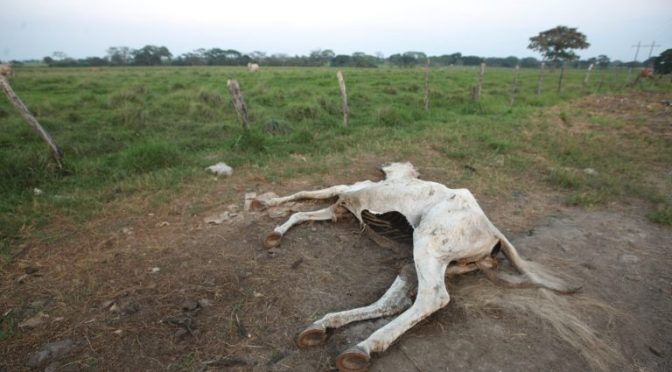 Tabasco: vive su peor sequía en 30 años; hay cientos de animales muertos y la ganadería se paraliza (Sinembargo.mx)