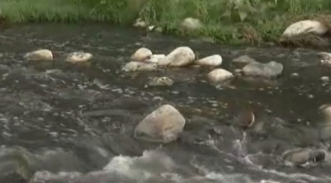 Nuevo León: Contaminación mata a miles de peces en el río Pesquería (Milenio)