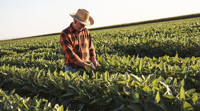 Michoacán: Con penas más duras buscan acabar con impunidad en daño al medioambiente (La Voz de Michoacán)