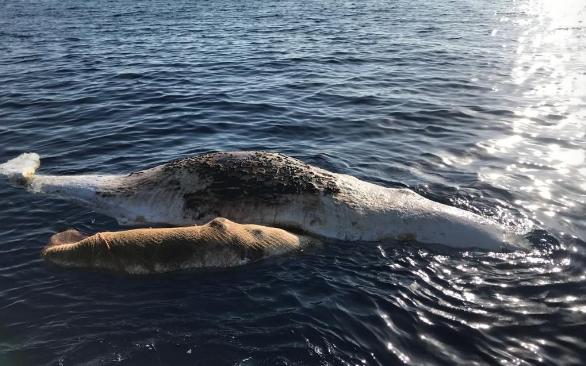 Italia: Una ballena y su cría perdieron la vida al quedar atrapadas en una red de pesca (La voz del despertar)