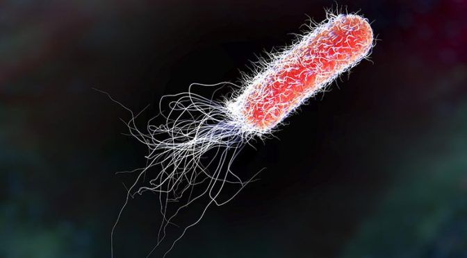 EE.UU: Detectan E. coli en suministro de agua de Long Beach (Telemundo 47)