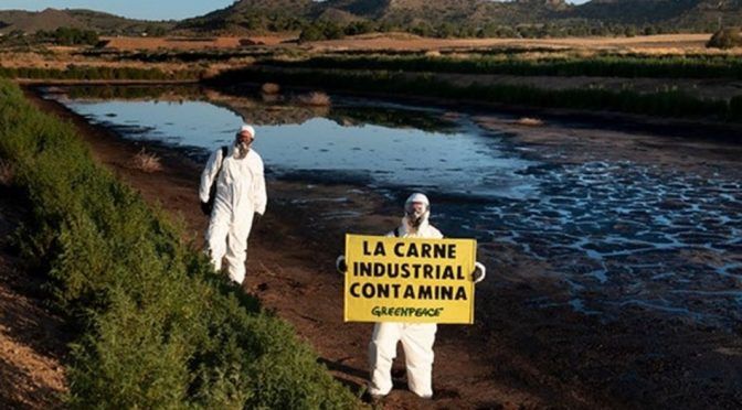 España: Greenpeace entra en una macrogranja de cerdos de Hellín que considera “la más contaminante del País”(Diario de la Mancha)