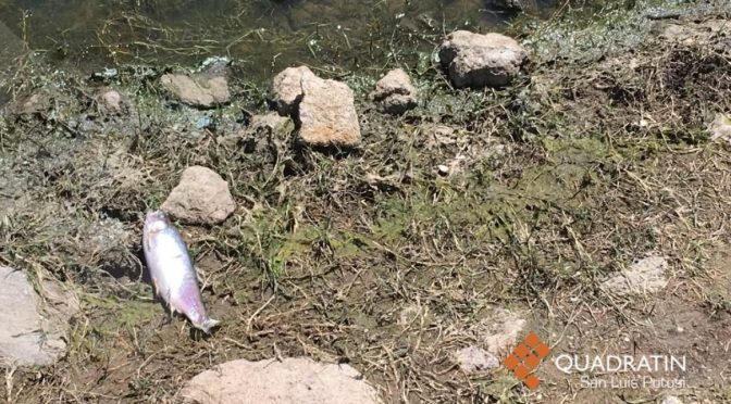 San Luis Potosí: Detectan sabotaje a piscicultura en la presa de Mexquitic (Quadratin)
