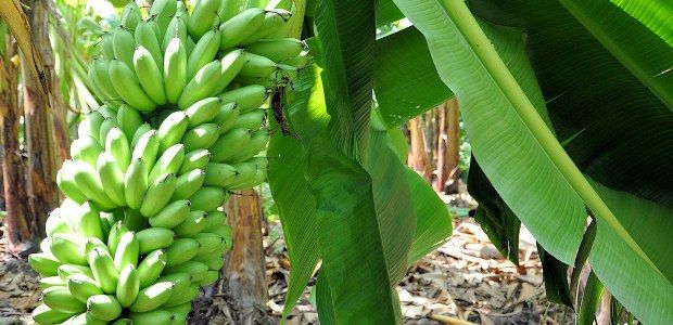 Oaxaca: La sequía impide la exportación de plátanos a EE.UU.(Fresh Plaza)