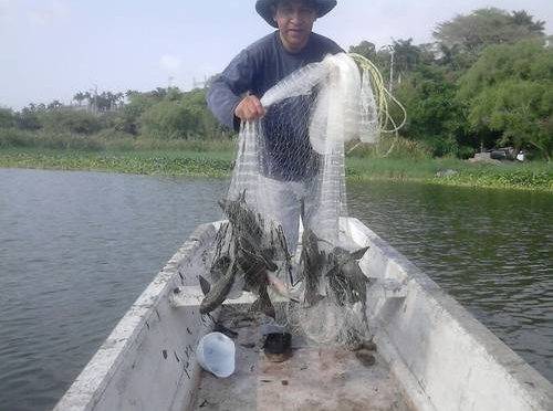 Veracruz: Reportan pescadores del sur baja de 90% en pesca de especies de agua dulce (La jornada de Veracruz)