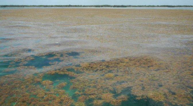 CDMX: Un inmenso mar de sargazos florece en el océano dopado de fertilizantes (El País)