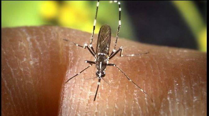 Oaxaca: Intensifican acciones preventivas por casos de dengue (Central)